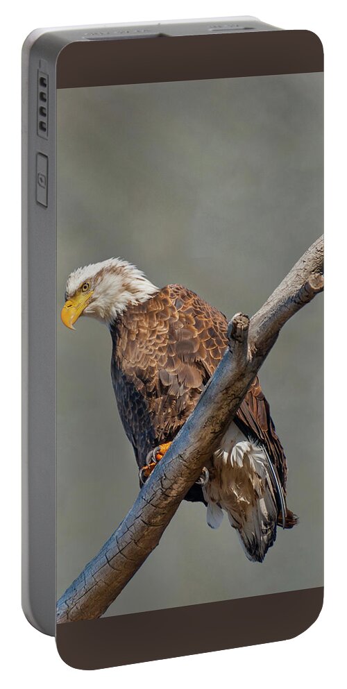 Animal Portable Battery Charger featuring the photograph Bald Eagle Perched in a Dead Tree #1 by Jeff Goulden