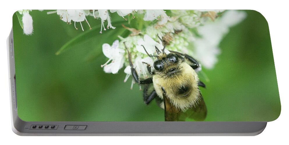 Bee Flower Portable Battery Charger featuring the photograph Bee on a Flower #2 by David Morehead