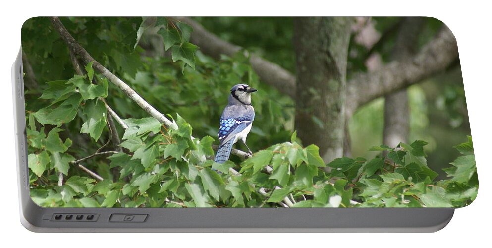  Portable Battery Charger featuring the photograph Blue Jay by Heather E Harman