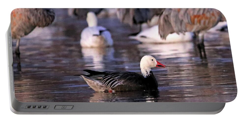 Goose Portable Battery Charger featuring the photograph Blue Phase Snow Goose #1 by Robert Harris