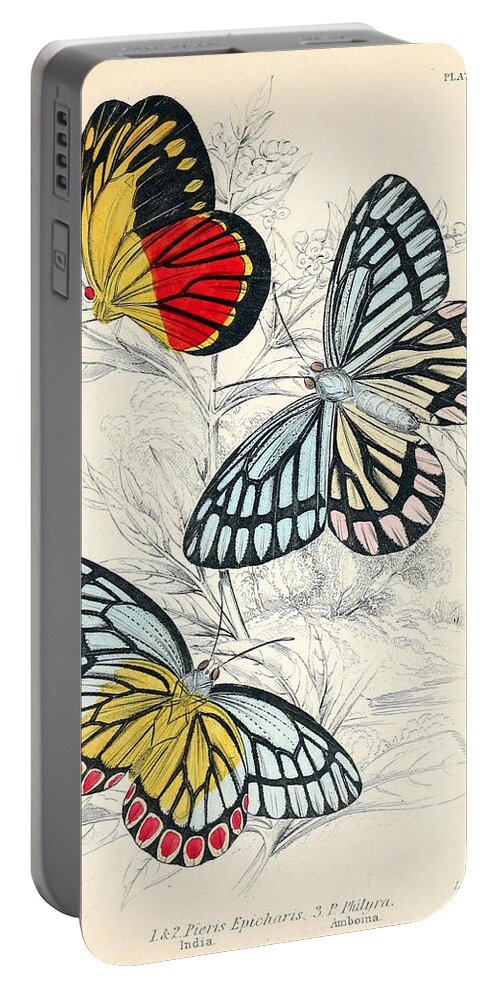 Beautiful Butterflies Portable Battery Charger featuring the mixed media Butterflies. William Jardine #1 by World Art Collective