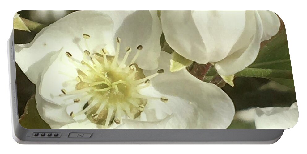 Pear Flowers Portable Battery Charger featuring the photograph Calm Observation by Carmen Lam