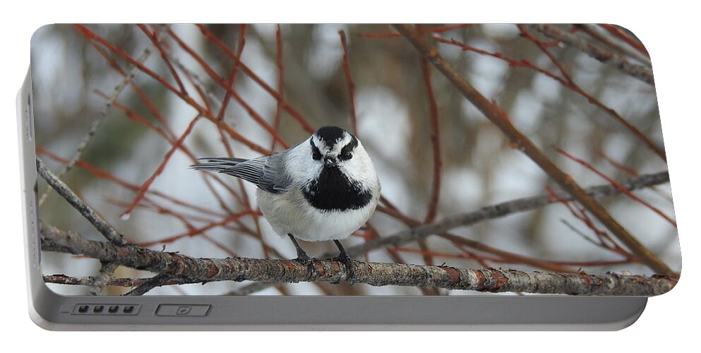 Western Canada Birds Portable Battery Charger featuring the photograph Chickadee #1 by Nicola Finch