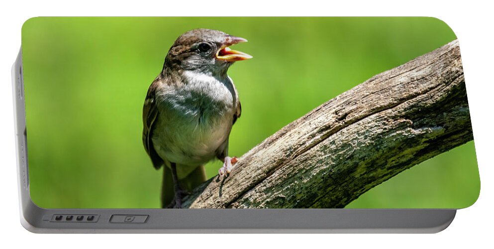 Bird Portable Battery Charger featuring the photograph Chirp #1 by Cathy Kovarik