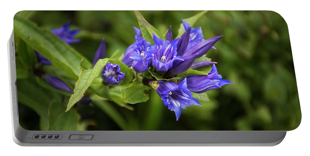 Flower Portable Battery Charger featuring the photograph Flower #3 by Robert Grac