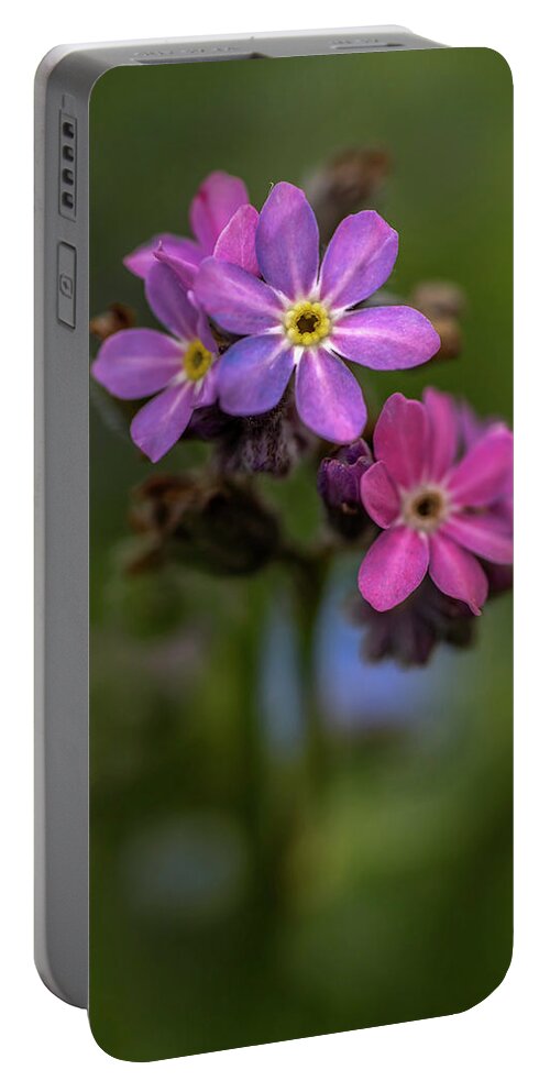  Flower Portable Battery Charger featuring the photograph Forget-me-not #1 by Jaroslaw Blaminsky