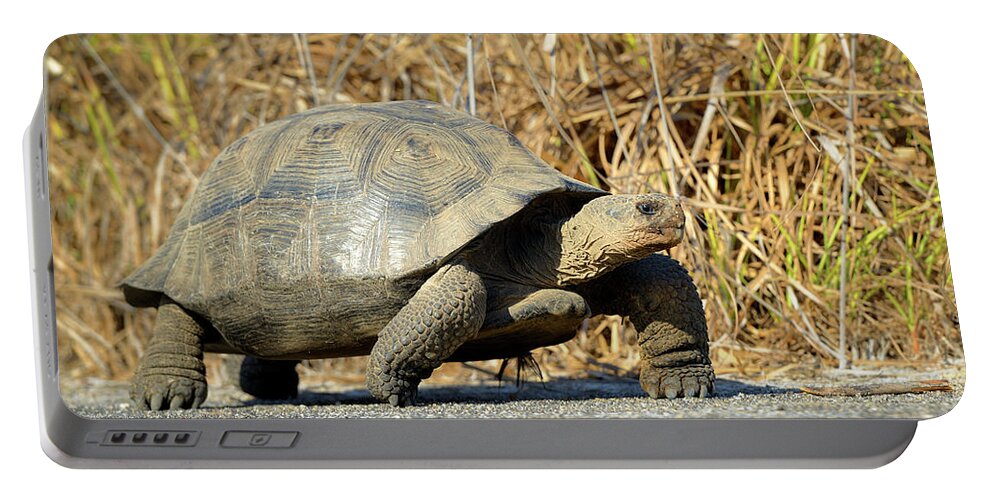 Republic Of Ecuador Portable Battery Charger featuring the photograph Galapagos giant tortoise, Chelonoidis nigra, Urbina Bay, Isabela Island, Galapagos Islands, Ecuador #1 by Kevin Oke