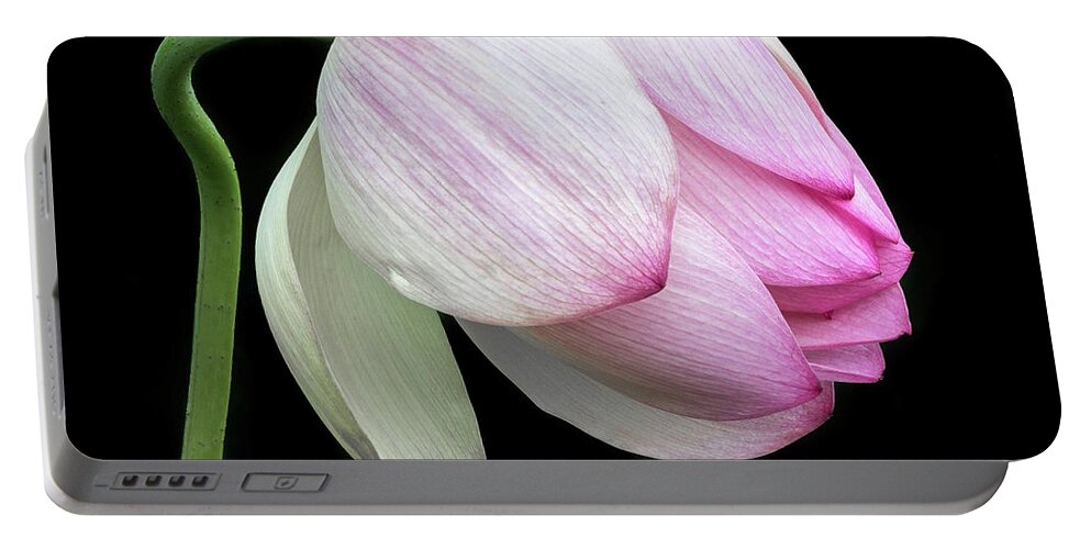 Lotus Portable Battery Charger featuring the photograph Gentle Beauty #2 by Elvira Peretsman