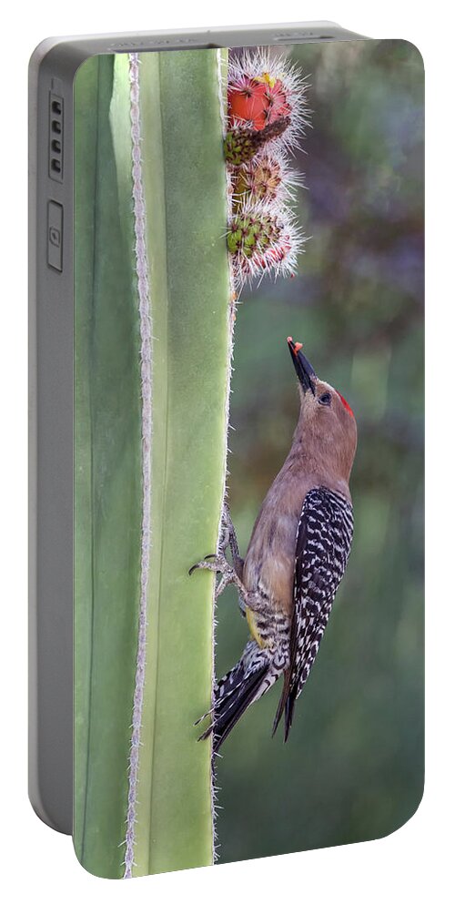 Gila Portable Battery Charger featuring the photograph Gila Woodpecker 0547-051318-1cr #1 by Tam Ryan