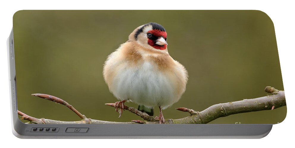 It Took A Lockdown To Get Me Back To Photographing Garden Birds.goldfinch From The Garden Portable Battery Charger featuring the photograph Goldfinch #1 by Peter Skelton