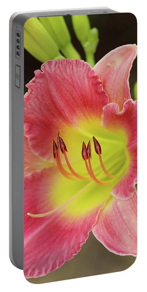Daylily Portable Battery Charger featuring the photograph Gracefully Yours #1 by Mary Anne Delgado