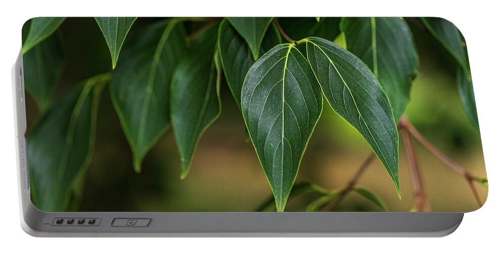 Leaf Portable Battery Charger featuring the photograph Green Leaves #1 by Amelia Pearn