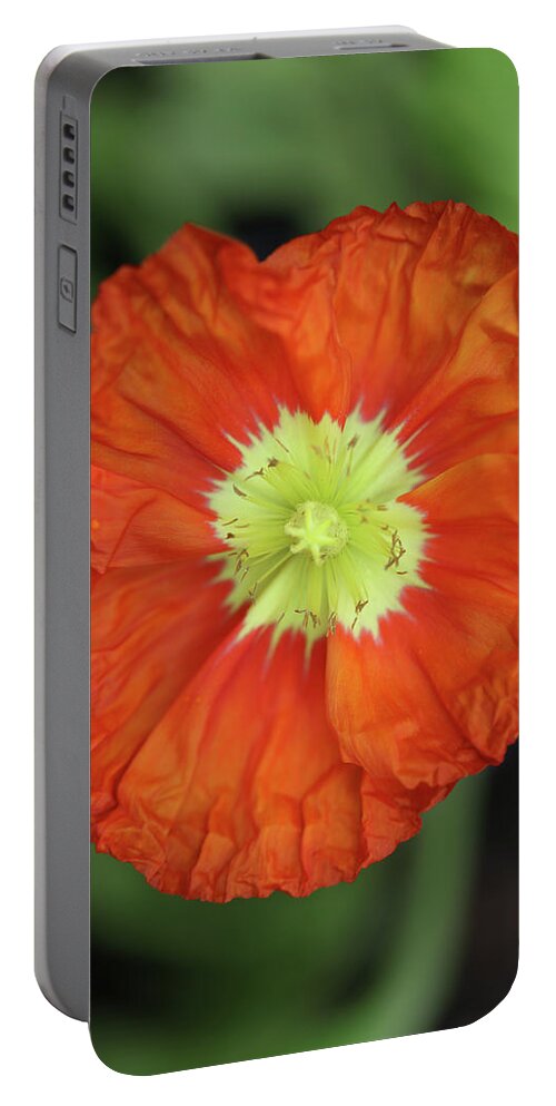Iceland Poppy Portable Battery Charger featuring the photograph Iceland Poppy by Tammy Pool