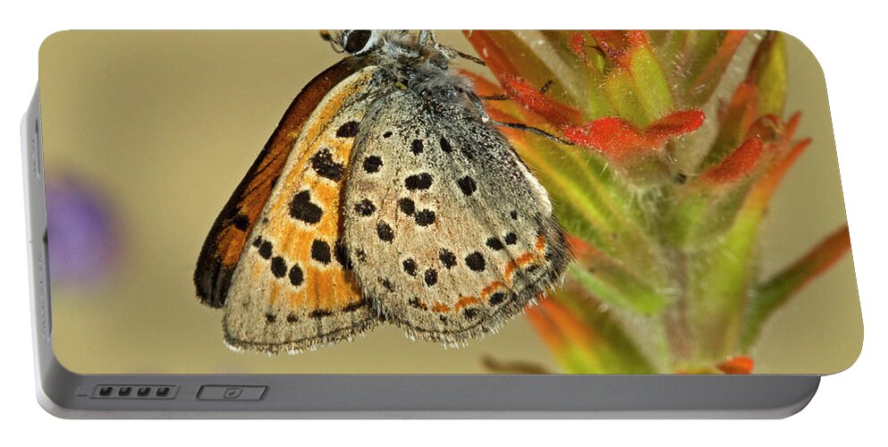 Portrait Portable Battery Charger featuring the photograph Lustrous copper butterfly #1 by Buddy Mays