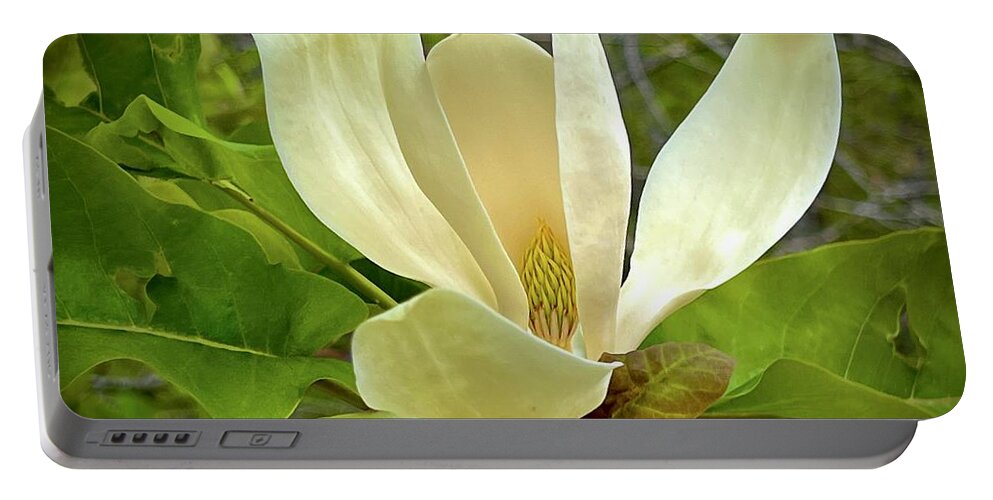 Portable Battery Charger featuring the photograph Magnolia blossom #1 by Meta Gatschenberger