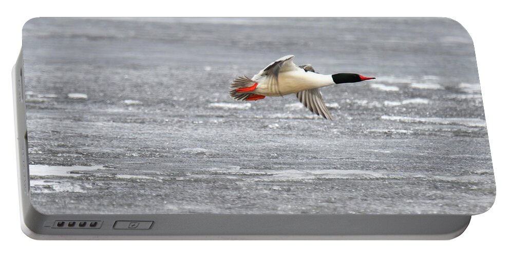 Common Merganser Portable Battery Charger featuring the photograph Merganser #1 by Brook Burling