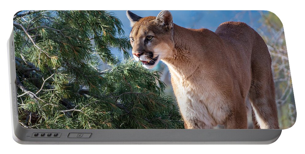 Mountain Lion Wildlife Fstop101 Arizona Portable Battery Charger featuring the photograph Mountain Lion #1 by Geno Lee