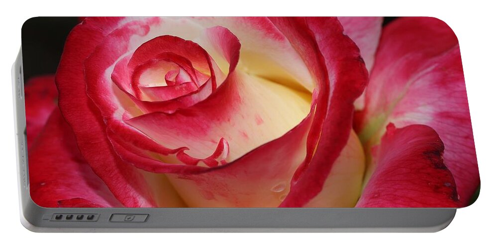 Rose Portable Battery Charger featuring the photograph Multi-colored Rose by Mingming Jiang