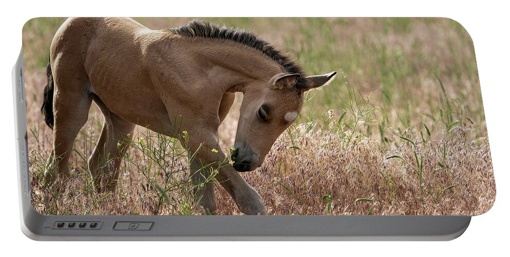 Animals Portable Battery Charger featuring the photograph Onaqui Wild Horse Pony #1 by Wesley Aston