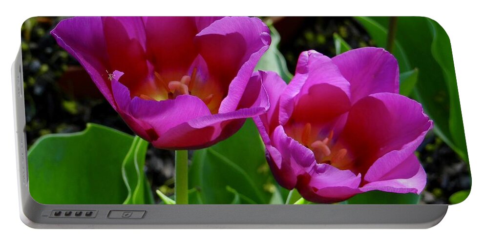 Tulips Portable Battery Charger featuring the photograph Open For Business #2 by Ira Shander