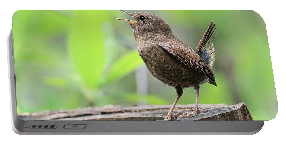 Wren Portable Battery Charger featuring the photograph Pacific-winter Wren #1 by Terry Dadswell