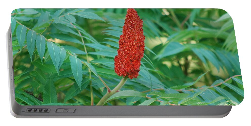 Staghorn Sumac Portable Battery Charger featuring the photograph Staghorn Sumac by Ee Photography