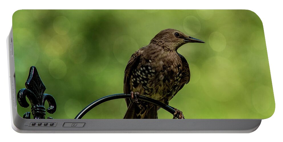 Bird.european Starling Portable Battery Charger featuring the photograph Pretty Bird by Cathy Kovarik