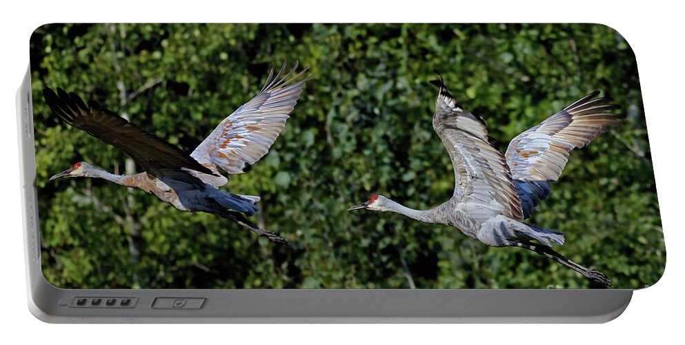 Sandhill Crane Portable Battery Charger featuring the photograph Sandhill Flight #1 by Natural Focal Point Photography