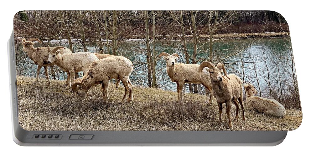 Wildlife Portable Battery Charger featuring the photograph Sheep herd in Mountain #1 by Marta Pawlowski