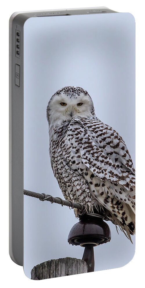  Snowy Owls Portable Battery Charger featuring the photograph Snowy Owl #1 by Paul Schultz