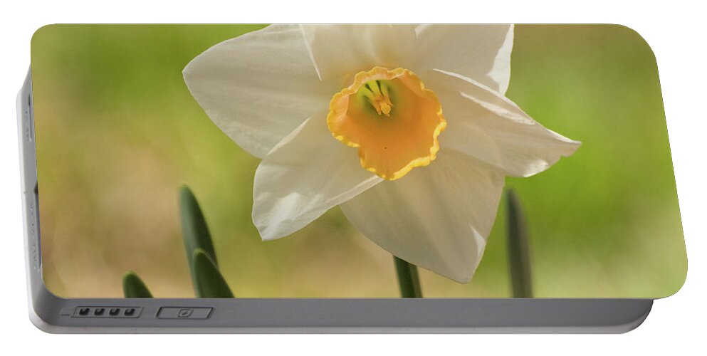 Color Portable Battery Charger featuring the photograph Springtime Daffodil 2 #1 by Dorothy Lee