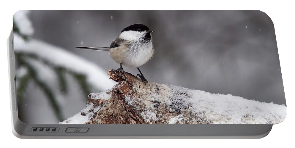 Finland Portable Battery Charger featuring the photograph Standing in the snow. Willow tit #1 by Jouko Lehto