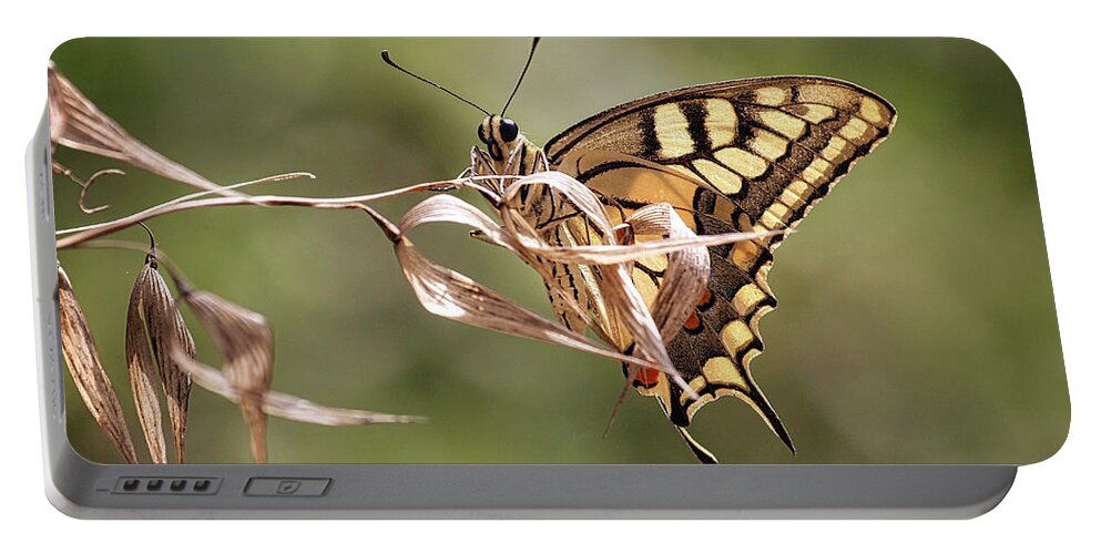 Swallowtail Portable Battery Charger featuring the photograph Swallowtail #1 by Meir Ezrachi