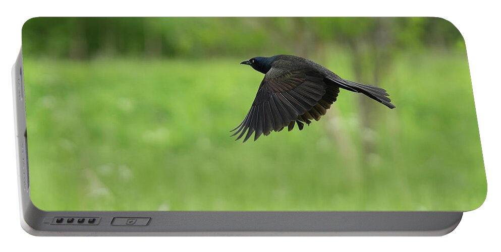 Common Grackle Portable Battery Charger featuring the photograph The Grackle #1 by Asbed Iskedjian