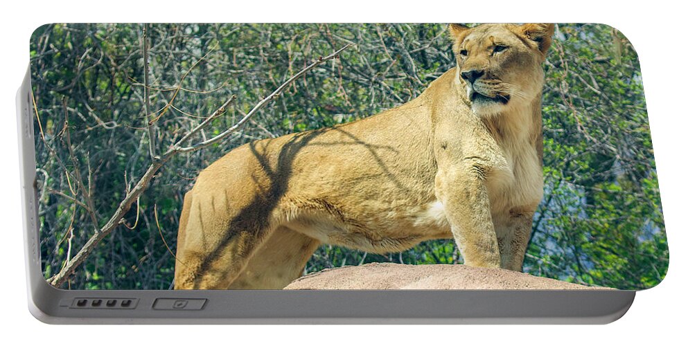 Lion Portable Battery Charger featuring the photograph The Lookout #1 by Shirley Dutchkowski