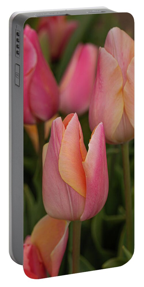 April Portable Battery Charger featuring the photograph Graceful tulips by Leslie Struxness