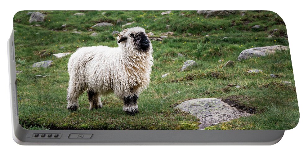 Glacier Portable Battery Charger featuring the photograph Valais Blacknose sheep on an alpine hiking trail in Zermatt #1 by Benoit Bruchez