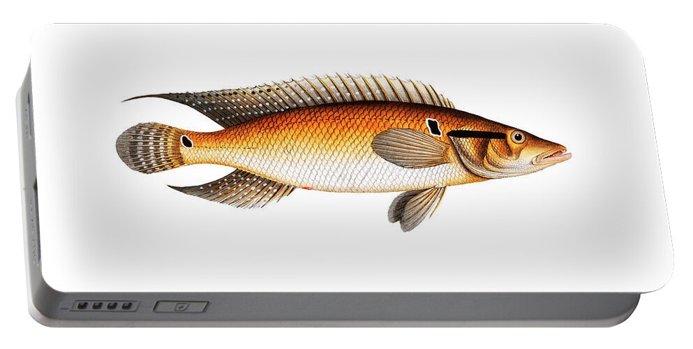 Illustration Portable Battery Charger featuring the digital art Vintage Fish Illustration - Striped Bass #1 by Studio Grafiikka