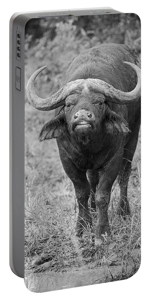 Buffalo Portable Battery Charger featuring the photograph Water Buffalo #1 by Maresa Pryor-Luzier