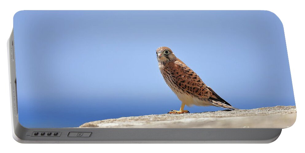 Calidris Portable Battery Charger featuring the photograph Young Falcon kestrel #1 by Frederic Bourrigaud