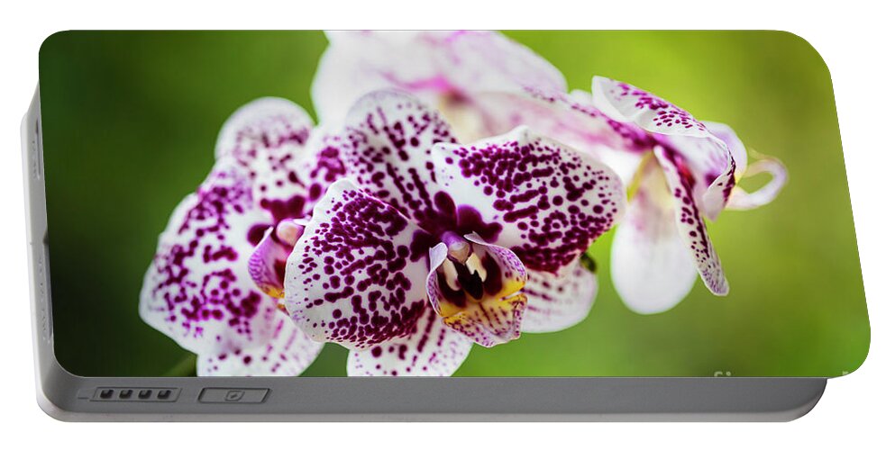 Background Portable Battery Charger featuring the photograph Spotted Orchid Flowers #13 by Raul Rodriguez