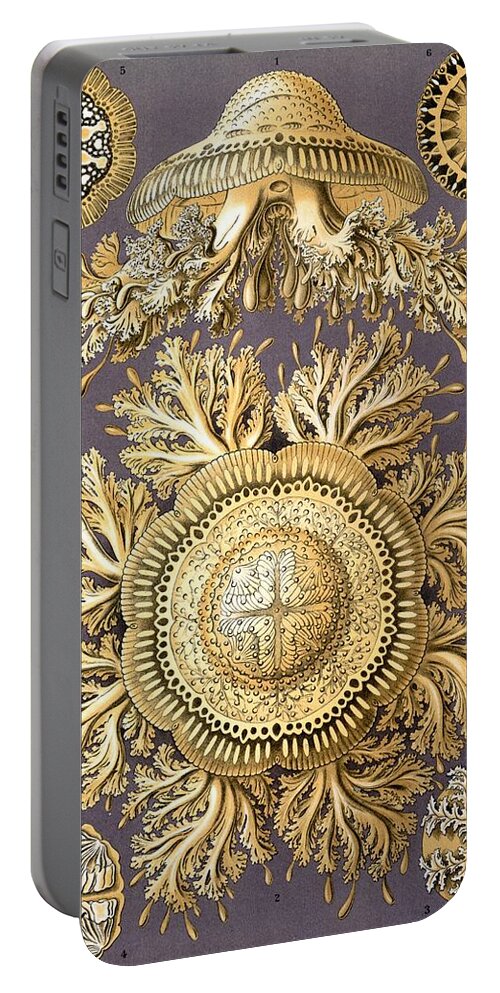 Ernst Haeckel Portable Battery Charger featuring the mixed media Ernst Haeckel Illustrations #18 by World Art Collective