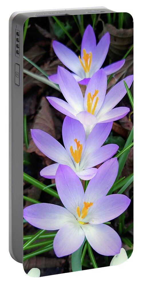 Crocuses Portable Battery Charger featuring the photograph All Lined Up #2 by Darrell MacIver