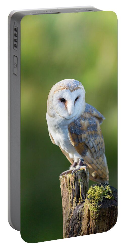 Barn Owl Portable Battery Charger featuring the photograph Barn Owl by Anita Nicholson