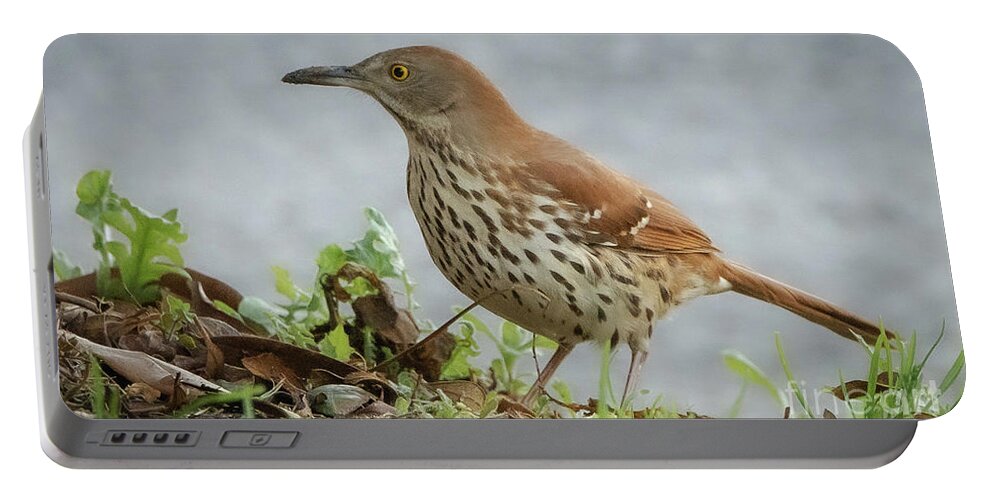 Nature Portable Battery Charger featuring the photograph Brown thrasher #2 by Barry Bohn