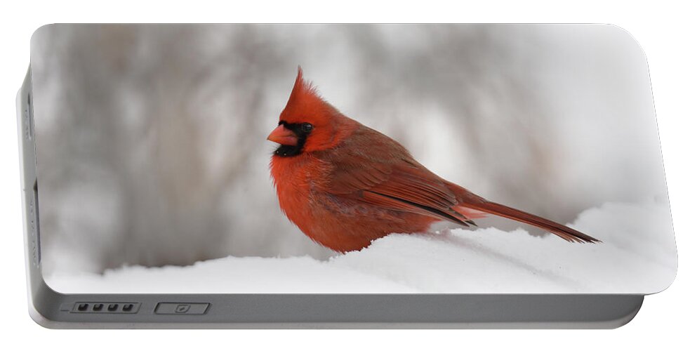 Animal Portable Battery Charger featuring the photograph Cardinal by Ann Bridges