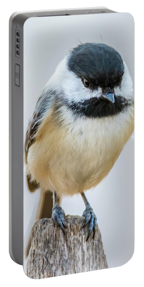 Bird Portable Battery Charger featuring the photograph Chicadee #2 by Cathy Kovarik