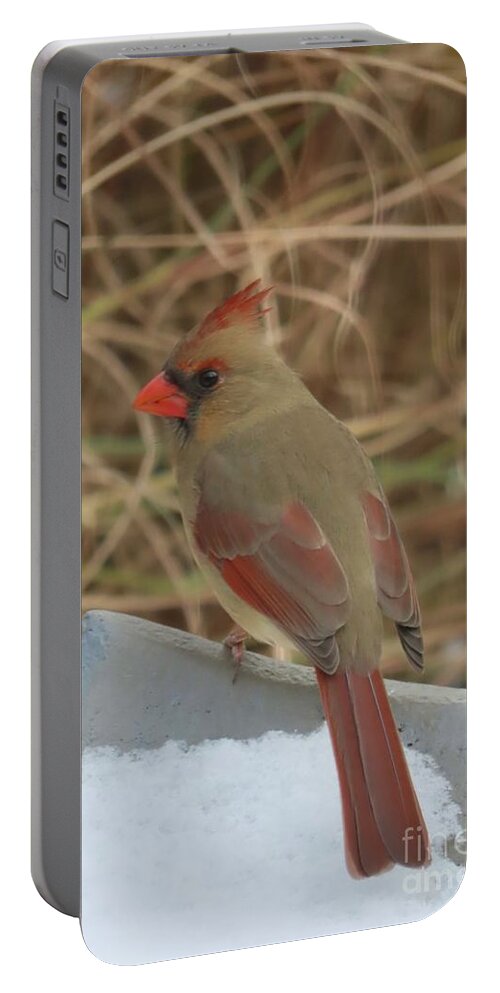 Cardinal Portable Battery Charger featuring the photograph Feeding Time #2 by Diana Rajala