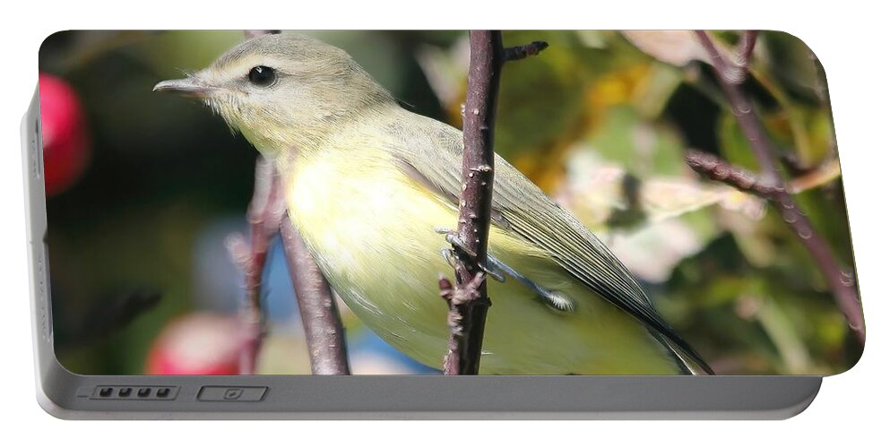 Mccombie Portable Battery Charger featuring the photograph Female Tennessee Warbler #1 by J McCombie