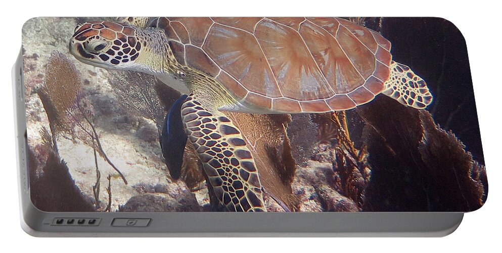 Underwater Portable Battery Charger featuring the photograph Green Sea Turtle 31 #2 by Daryl Duda